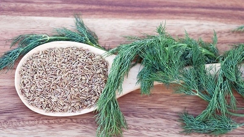 How to properly brew and drink dill for the kidneys when treating urological diseases