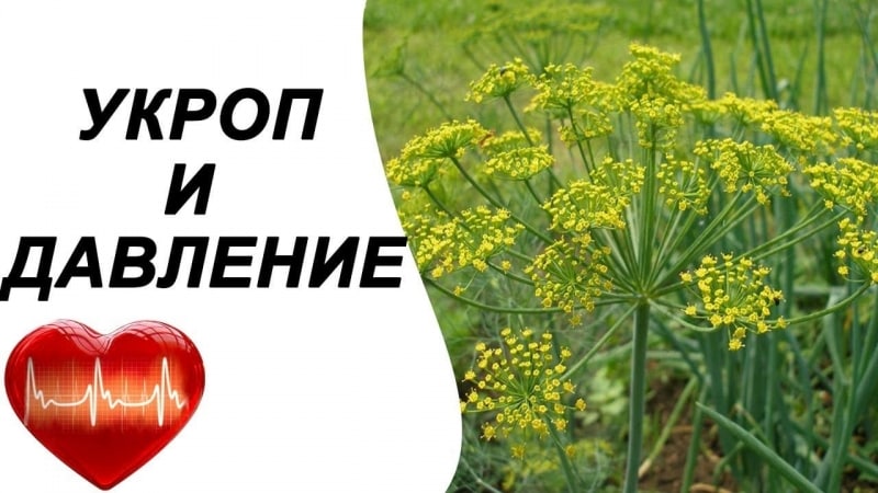 How to use dill for high blood pressure: traditional medicine recipes