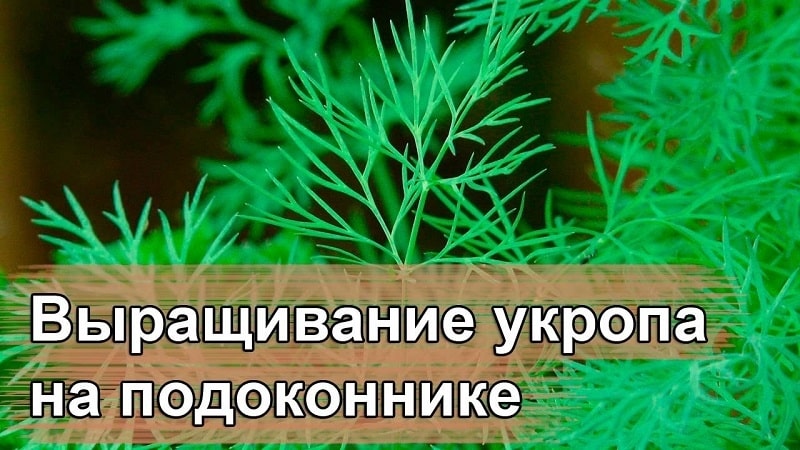 Hogyan lehet kaprot termeszteni egy ablakpárkányon egy lakásban: szükséges felszerelés és lépésről lépésre