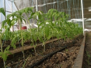 En af de tidligste tomatsorter er den franske hybrid Supernova F1