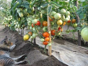 En av de tidligste tomatvariantene er den franske hybriden Supernova F1