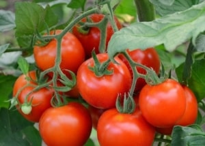 One of the earliest tomato varieties is the French hybrid Supernova F1