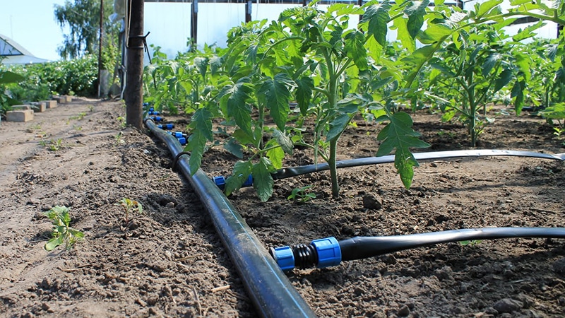 Com i amb quina freqüència regar els tomàquets en un hivernacle: consells d'agricultors experimentats per obtenir una collita abundant