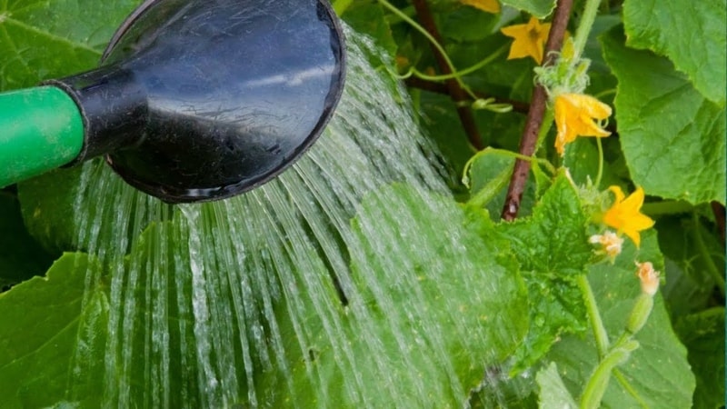 Com i amb quina freqüència regar els tomàquets en un hivernacle: consells d'agricultors experimentats per obtenir una collita abundant