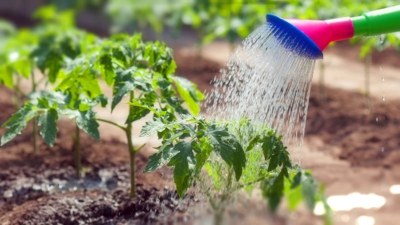 Come e quanto spesso annaffiare i pomodori in serra: i consigli di agricoltori esperti per ottenere un raccolto abbondante