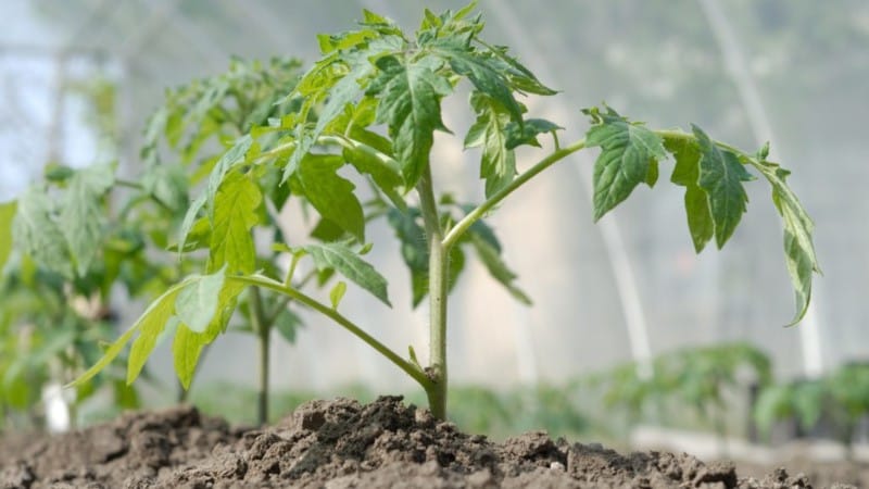 Come e quanto spesso annaffiare i pomodori in serra: i consigli di agricoltori esperti per ottenere un raccolto abbondante