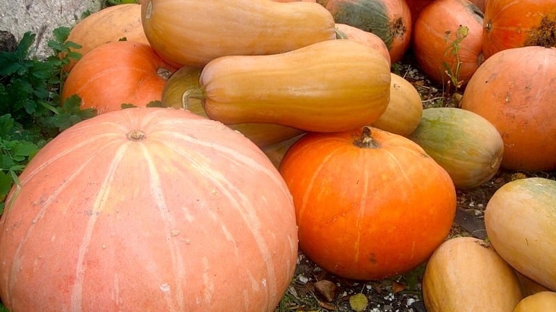 Le migliori varietà di zucca da pieno terreno con foto e descrizioni