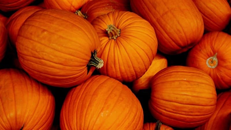 Le migliori varietà di zucca da pieno terreno con foto e descrizioni