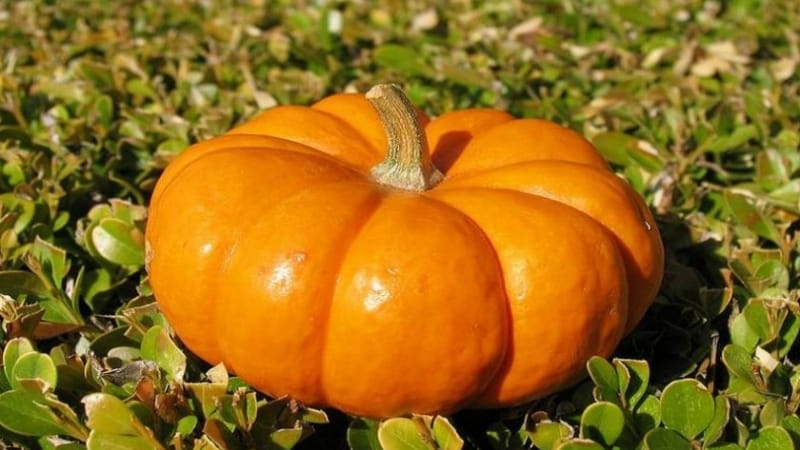 Le migliori varietà di zucca da pieno terreno con foto e descrizioni