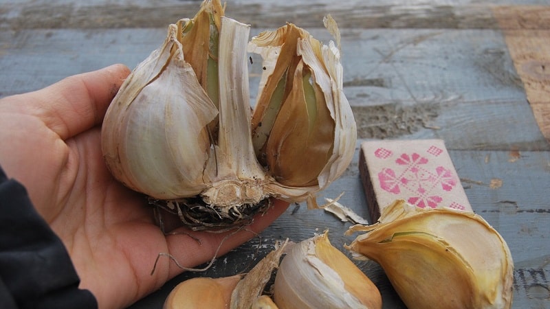 Sibuyas na bawang o buhok na sibuyas - ano ang Rocambole na bawang at kung paano ito palaguin nang tama at gamitin ito nang matalino