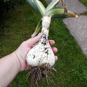 Bawang putih bawang atau bawang rambut - apakah bawang putih Rocambole dan cara menanamnya dengan betul dan menggunakannya dengan bijak