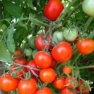 Arbustos en miniatura amb tomàquets nets, donant fruits fins a les gelades - Tomàquets Torch