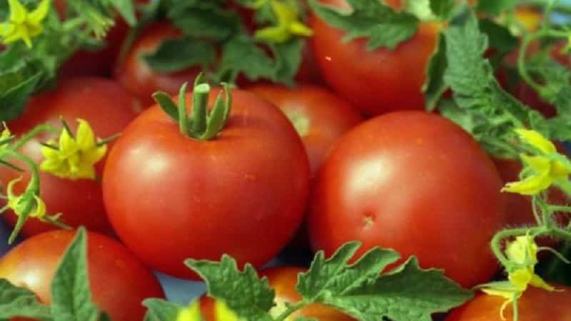 Arbustos en miniatura amb tomàquets nets, donant fruits fins a les gelades - Tomàquets Torch