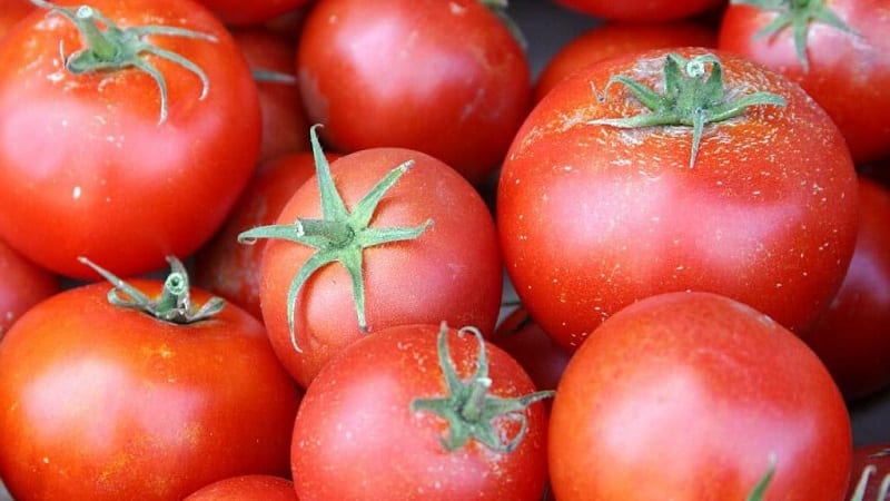 Miniatursträucher mit ordentlichen Tomaten, die bis zum Frost Früchte tragen – Fackeltomaten