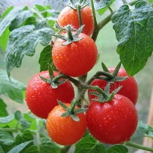 Cespugli in miniatura con pomodori puliti, che danno frutti fino al gelo - Pomodori torcia