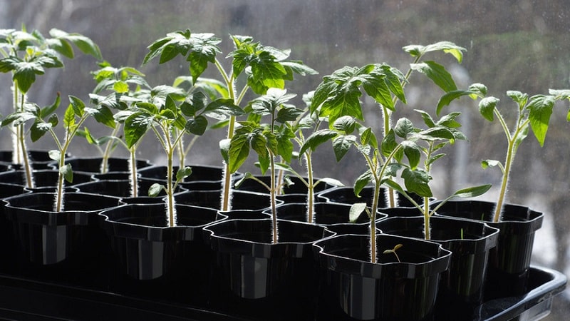 Miniature bushes with neat tomatoes, bearing fruit until frost - Torch tomatoes