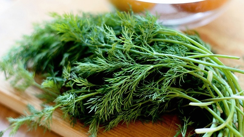 Is it possible to eat dill for gastritis and how to use it in traditional medicine recipes