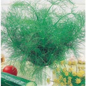 Is it possible to eat dill for gastritis and how to use it in traditional medicine recipes