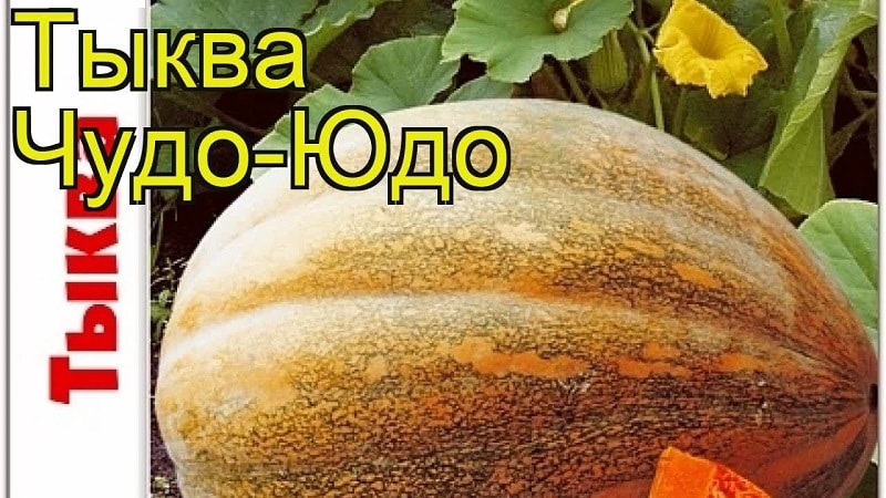 Butternut squash Miracle Yudo: a unique variety for long-term storage and preparation of delicious dishes