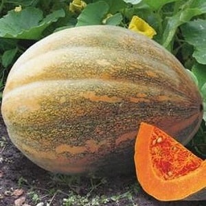 Courge musquée Miracle Yudo : une variété unique pour une conservation longue durée et la préparation de plats délicieux