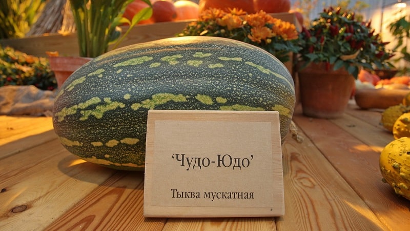 Butternut squash Miracle Yudo: a unique variety for long-term storage and preparation of delicious dishes