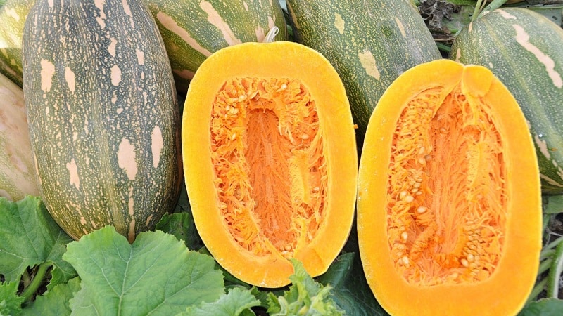 Κολοκύθα Butternut Miracle Yudo: μια μοναδική ποικιλία για μακροχρόνια αποθήκευση και προετοιμασία νόστιμων πιάτων