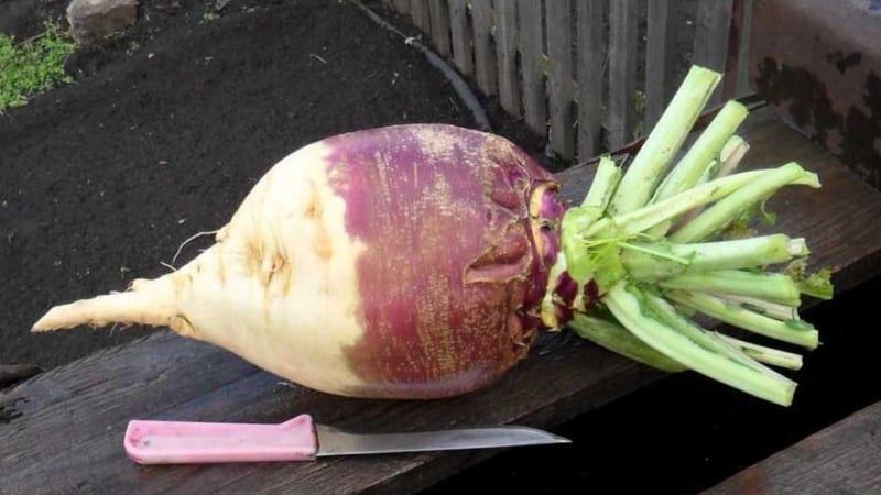 Unusual and very tasty rutabaga recipes from experienced housewives