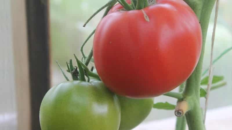 En upretensiøs og upretensiøs variant som krever minimal pleie - Tolstushka-tomaten: vi dyrker den uten problemer