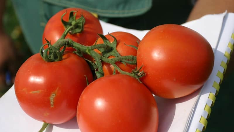 Tomate Druzhok f1 sans prétention, universelle à utiliser et à maturation précoce: critiques et secrets de culture