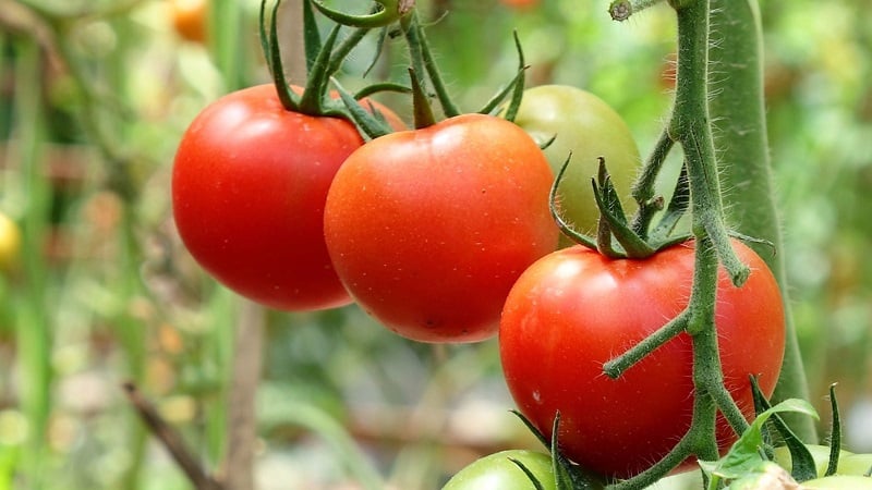 Hindi mapagpanggap, unibersal na gamitin, maagang ripening tomato Druzhok f1: mga review at lumalaking mga lihim