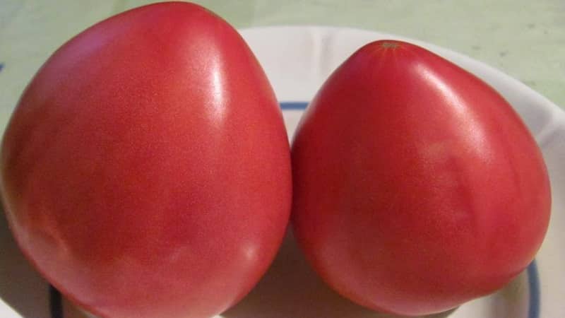 Uno dei pomodori più amati dai giardinieri è il Heavyweight of Siberia: una varietà persistente, a maturazione precoce e ad alto rendimento