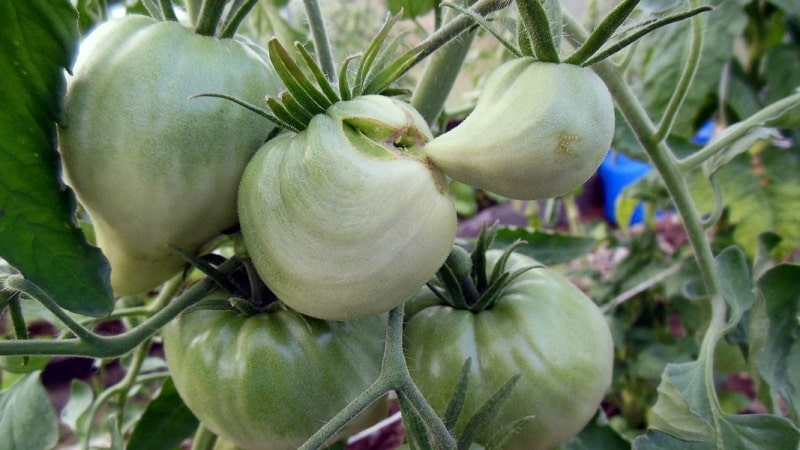 L'une des tomates les plus appréciées des jardiniers est la Heavyweight of Siberia : une variété persistante, à maturation précoce et à haut rendement.