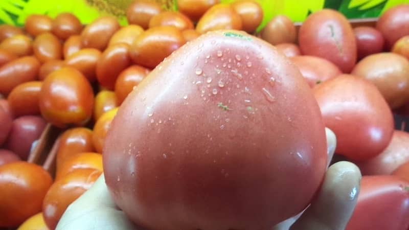 Een van de meest geliefde tomaten onder tuinders is de Heavyweight of Siberia: een persistente, vroegrijpe en hoogproductieve variëteit