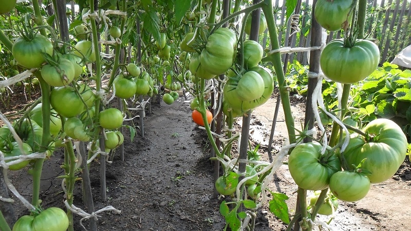 En av de mest elskede tomatene blant gartnere er Heavyweight of Sibir: en vedvarende, tidlig modnende og høyytende variant