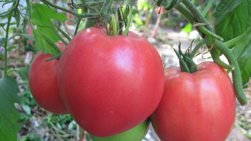 Un dels tomàquets més estimats entre els jardiners és el pes pesat de Sibèria: una varietat persistent, de maduració primerenca i d'alt rendiment.