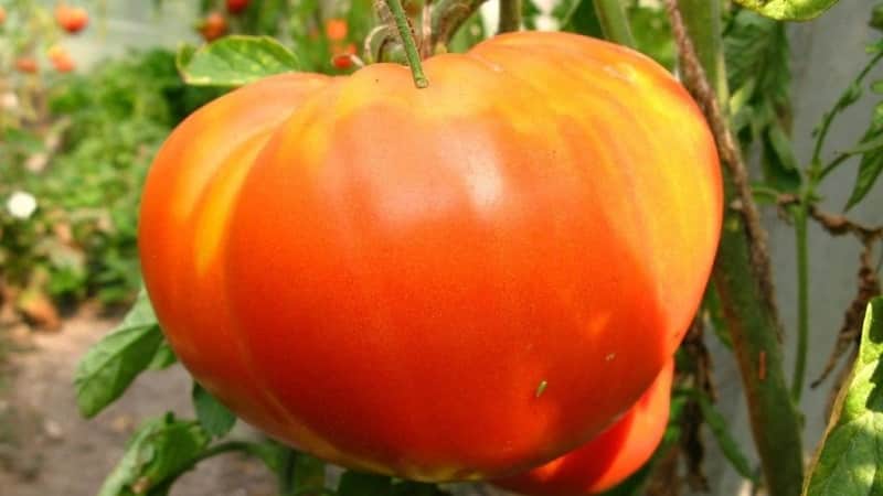 Uno dei pomodori più amati dai giardinieri è il Heavyweight of Siberia: una varietà persistente, a maturazione precoce e ad alto rendimento