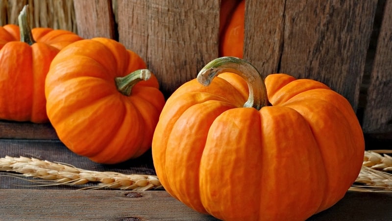 Características del cultivo de variedades de calabaza de frutos grandes.