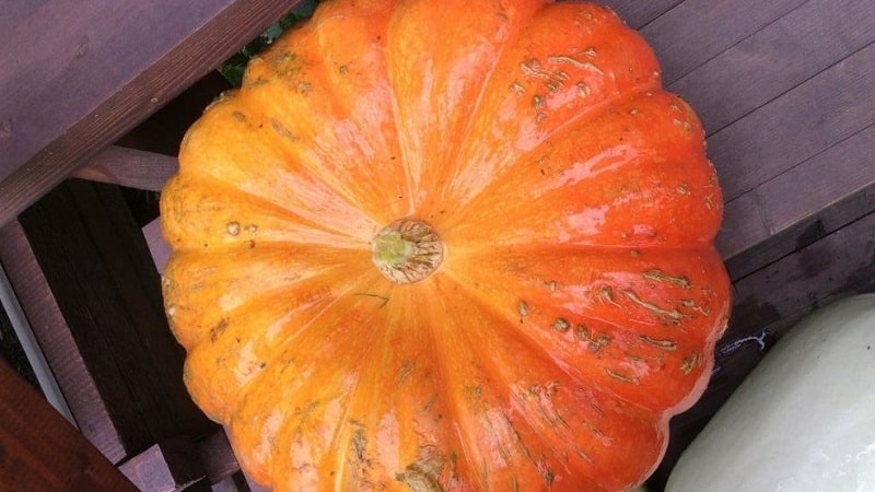 Caractéristiques de la culture de variétés de citrouilles à gros fruits