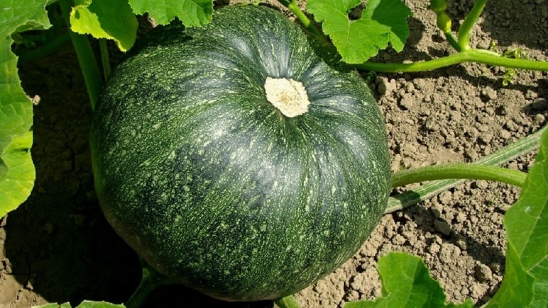 Características del cultivo de variedades de calabaza de frutos grandes.