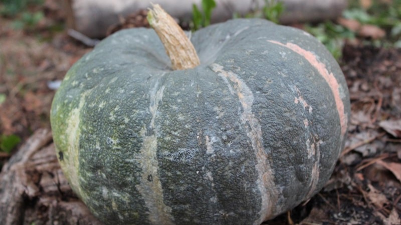 Merkmale des Anbaus großfruchtiger Kürbissorten