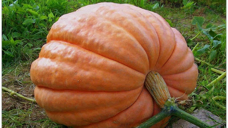 Características del cultivo de variedades de calabaza de frutos grandes.