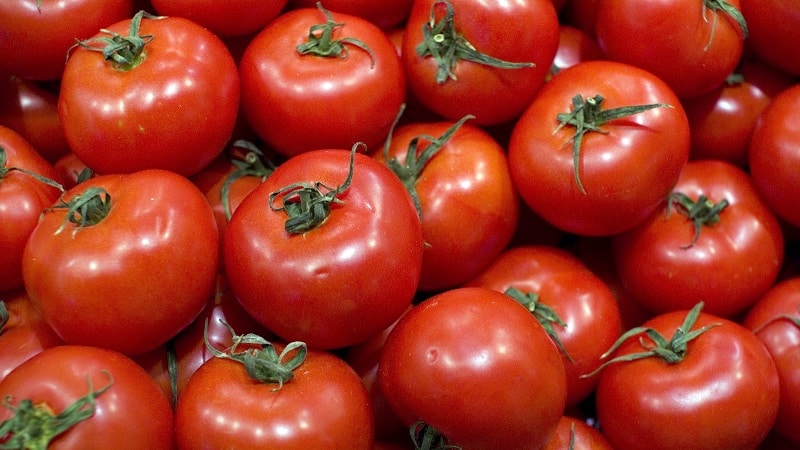 Waarom elke tuinman minstens één keer een Bobcat-tomaat zou moeten kweken - de beste van de laagblijvende tomaten