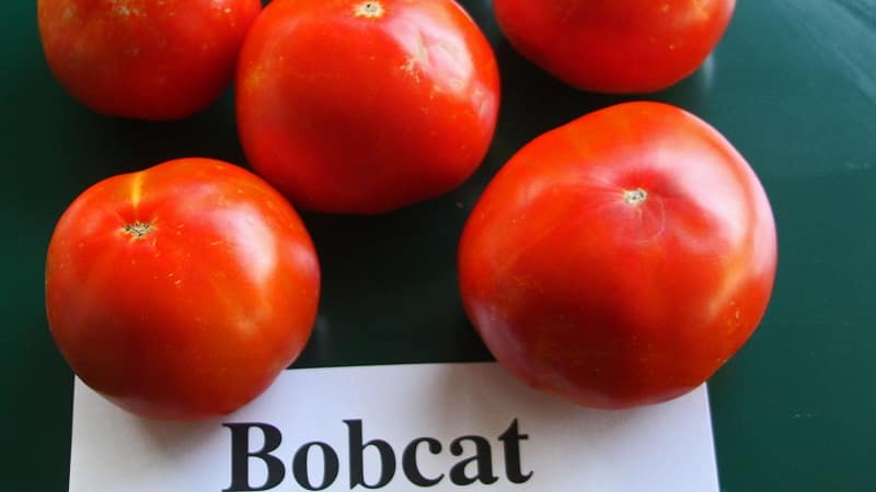 Warum jeder Gärtner mindestens einmal eine Bobcat-Tomate anbauen sollte – die beste der niedrig wachsenden Tomaten