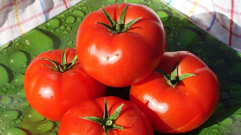 Pourquoi chaque jardinier devrait cultiver une tomate Bobcat au moins une fois - la meilleure des tomates à croissance basse