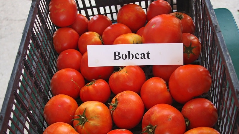 Why every gardener should grow a Bobcat tomato at least once - the best of the low-growing ones