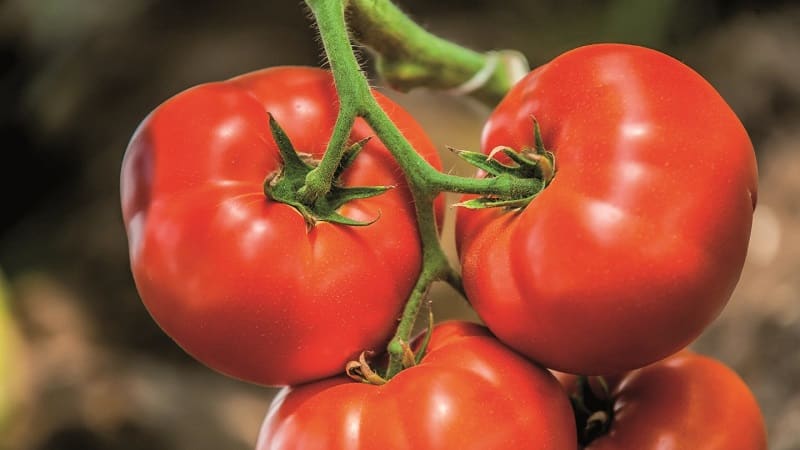 Why every gardener should grow a Bobcat tomato at least once - the best of the low-growing ones