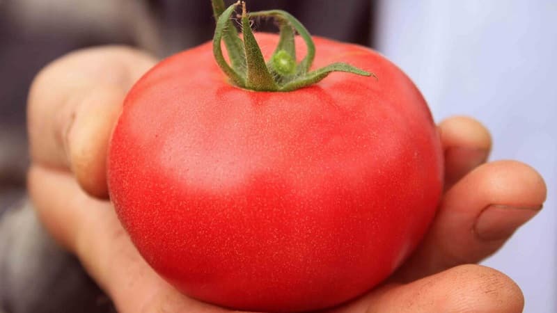 Why every gardener should grow a Bobcat tomato at least once - the best of the low-growing ones