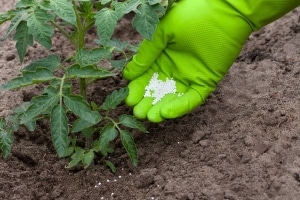 Tomate Sensei douce, charnue et facile à entretenir - description de la technologie agricole et conseils de résidents d'été expérimentés