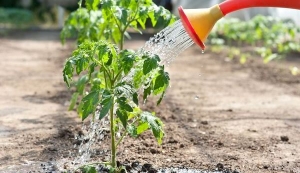 Matamis, mataba at madaling alagaan na kamatis Sensei - paglalarawan ng teknolohiyang pang-agrikultura at payo mula sa mga nakaranasang residente ng tag-init