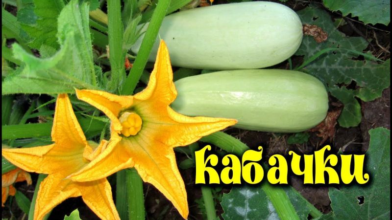 Ang mga benepisyo at pinsala ng zucchini para sa kalusugan ng tao: kung magkano ang makakain at sa anong anyo, upang hindi makapinsala sa katawan